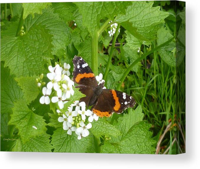 Insect Canvas Print featuring the photograph Red Admiral Butterfly by Lingfai Leung
