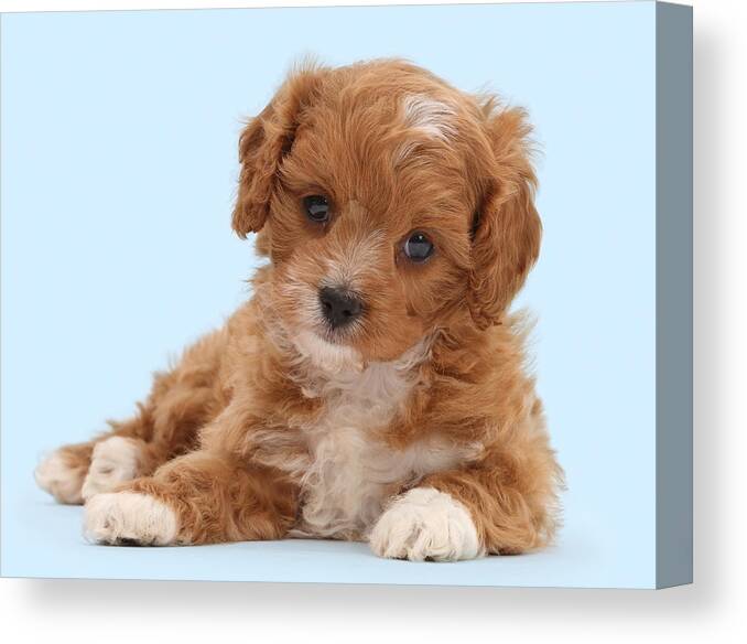 Nature Canvas Print featuring the photograph Red And White Cavappo Puppy by Mark Taylor