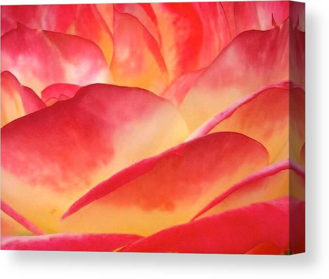 Red Canvas Print featuring the photograph Red and Yellow Rose by Wendy Yee