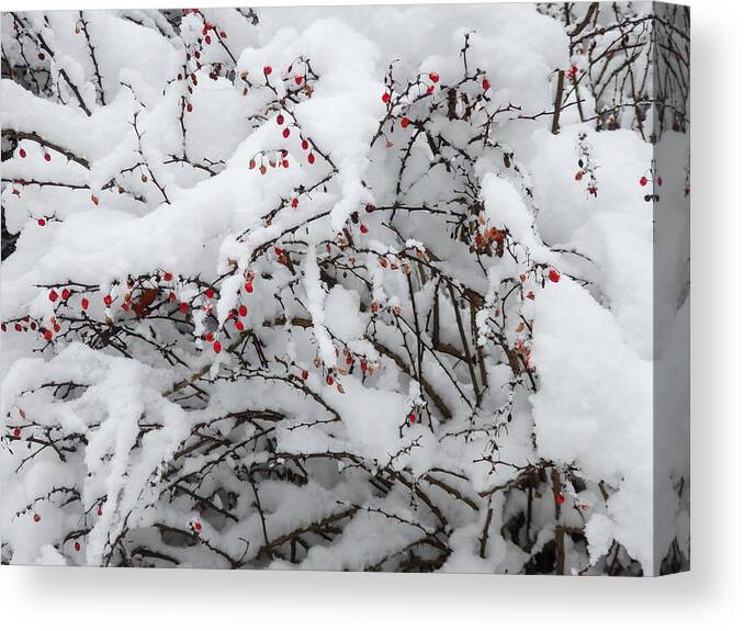 Red Canvas Print featuring the photograph Red Berries White Snow by Nancy De Flon