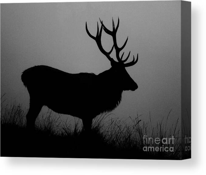 Deer Canvas Print featuring the photograph Wildlife Red Deer Stag Silhouette by Linsey Williams