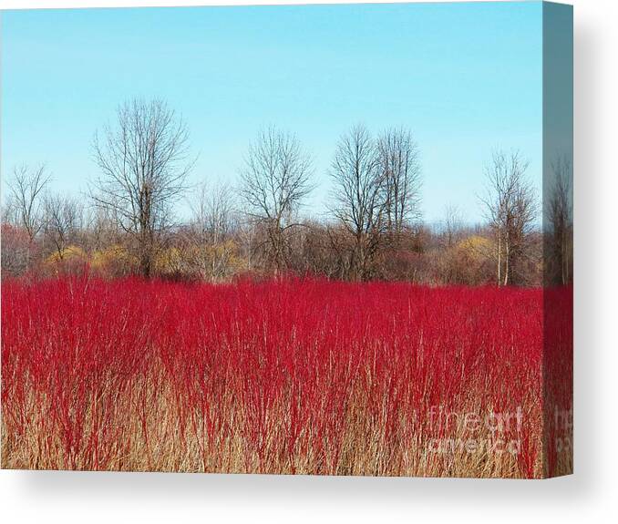 Landscape Canvas Print featuring the photograph Red Fields by Judy Via-Wolff