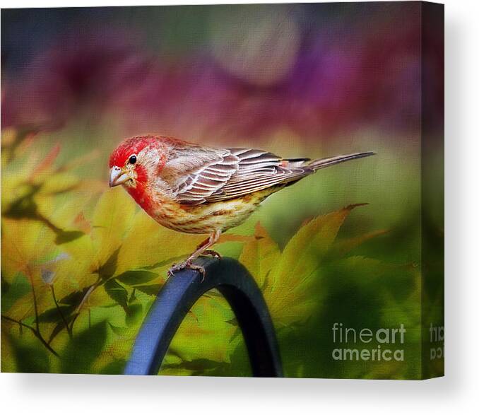 Leaves Canvas Print featuring the photograph Red Finch by Darren Fisher