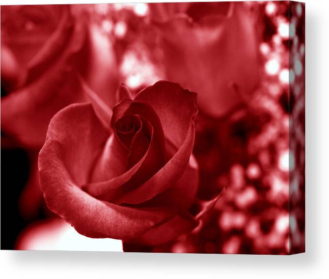 Rose Canvas Print featuring the digital art Red in Deep by Teri Schuster