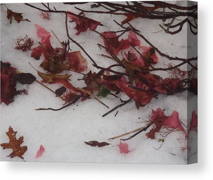 Seaweed Canvas Print featuring the photograph Red in Winter by Robert Nickologianis