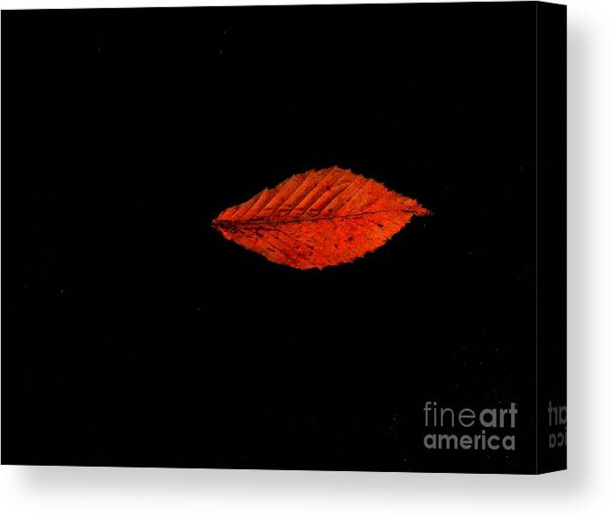 Marcia Lee Jones Canvas Print featuring the photograph Red Leaf by Marcia Lee Jones