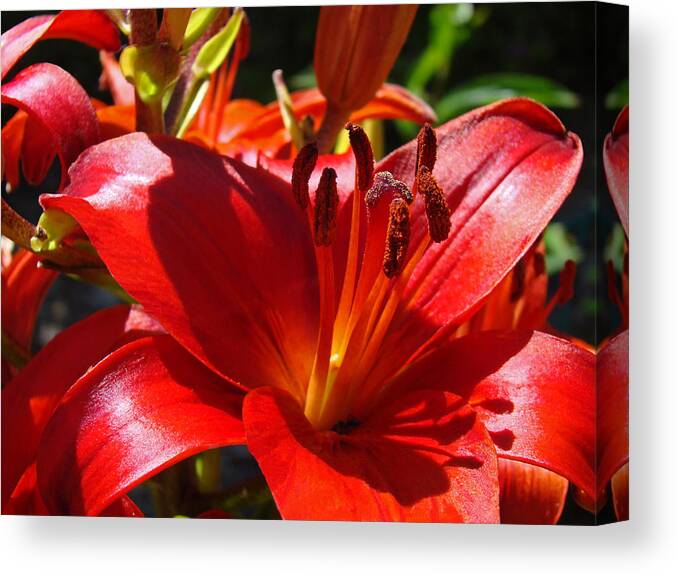 Red Canvas Print featuring the photograph Red Orange Lily Flowers Art Prints by Patti Baslee