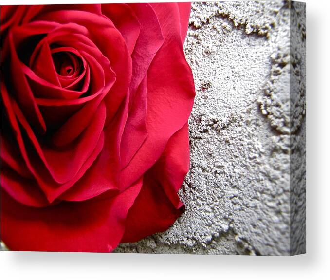Red Rose Canvas Print featuring the photograph Red Rose on Wall by Lori Miller