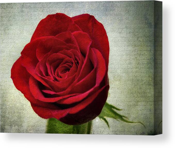 Red Canvas Print featuring the photograph Red Rose v2 by Ian Mitchell