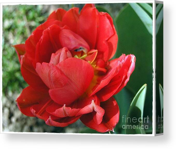 Red Tulip Canvas Print featuring the photograph Red Tulip by Vesna Martinjak