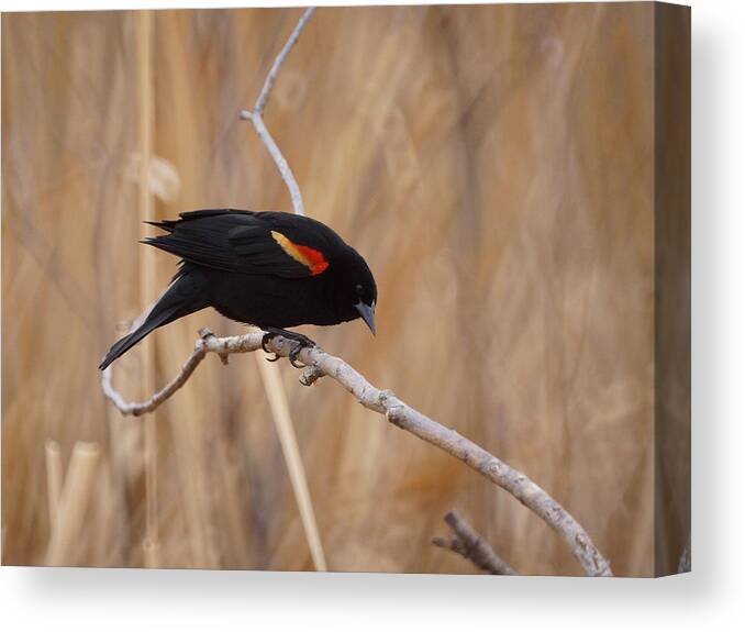 Red Winged Blackbird Canvas Print featuring the photograph Red Winged Blackbird 1 by Ernest Echols