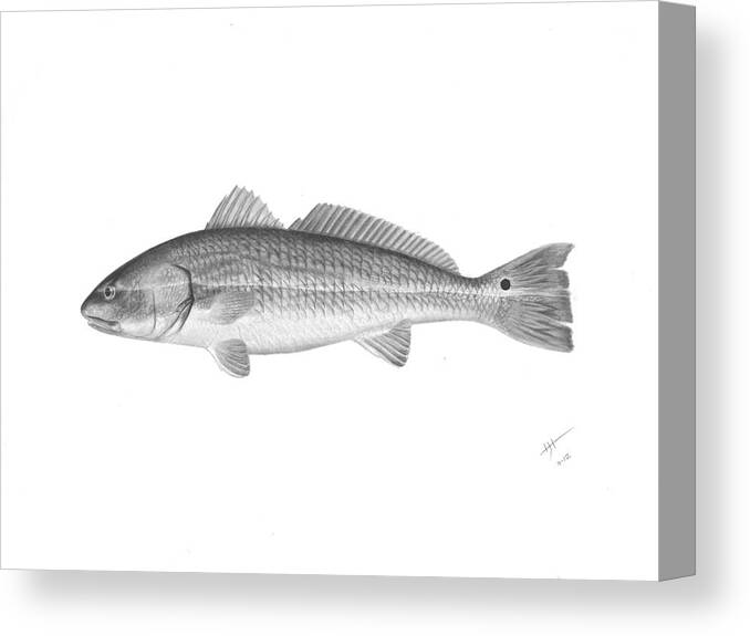 Fish Canvas Print featuring the drawing Redfish - Scientific by Hayden Hammond