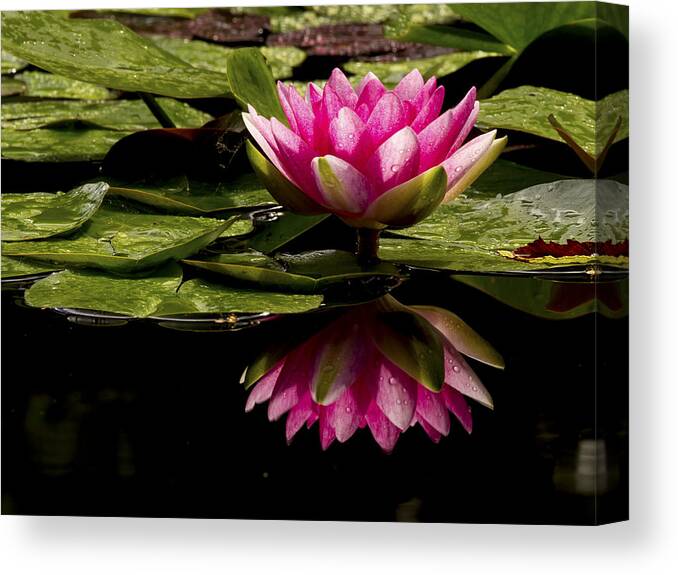 Pink Water Lily Canvas Print featuring the photograph Reflective Hardy Water Lily by Jean Noren