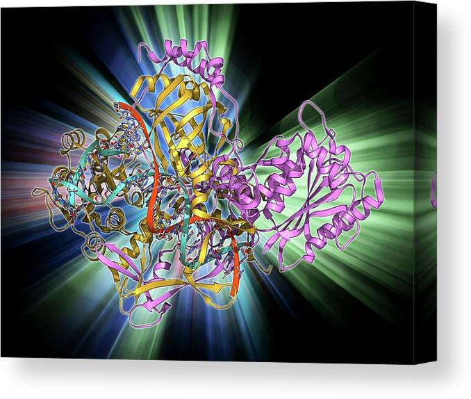 Alpha Helix Canvas Print featuring the photograph Repair Protein And Dna by Laguna Design