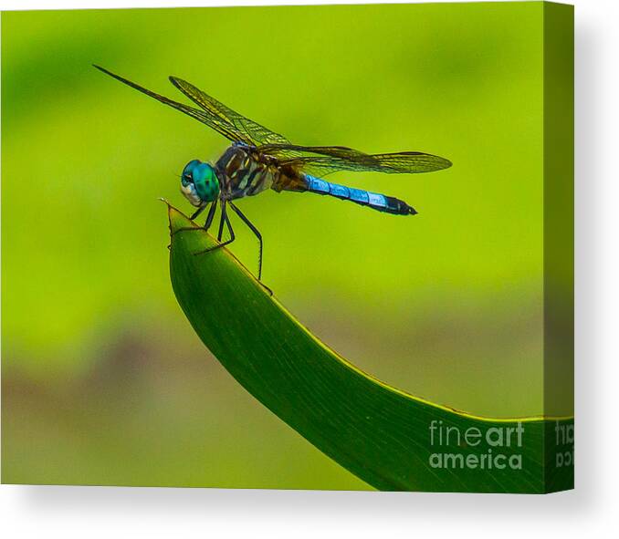Animals Canvas Print featuring the photograph Resting Dragonfly by Nick Zelinsky Jr