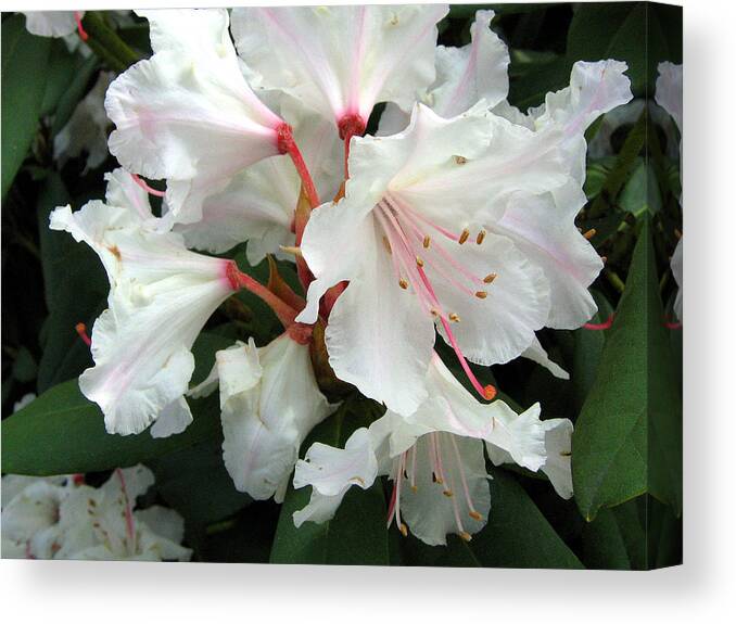 Rhododendron Canvas Print featuring the photograph Rhododendron 1 by Helene U Taylor