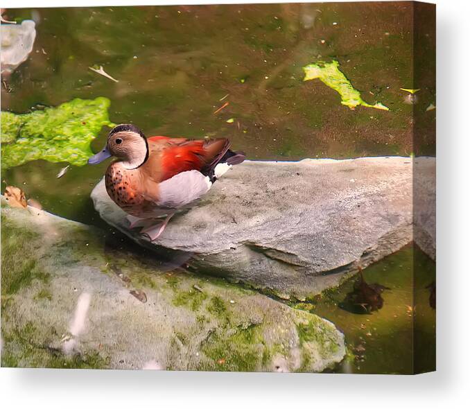 Bird Canvas Print featuring the photograph Ringed Teal on a rock #2 by Flees Photos
