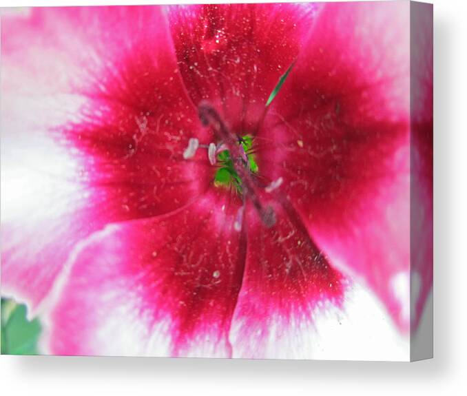 Agriculture Canvas Print featuring the photograph Romance by Mike Podhorzer