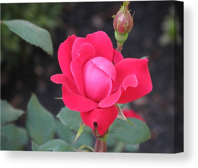 Rose Canvas Print featuring the photograph Ro's Last Rose of Summer by Barbara McDevitt