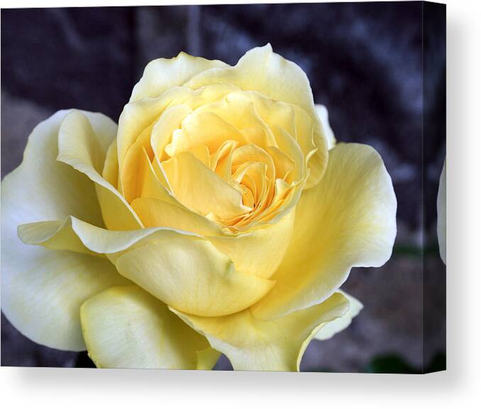 Roses Canvas Print featuring the photograph Rose 3 by Cheryl Boyer