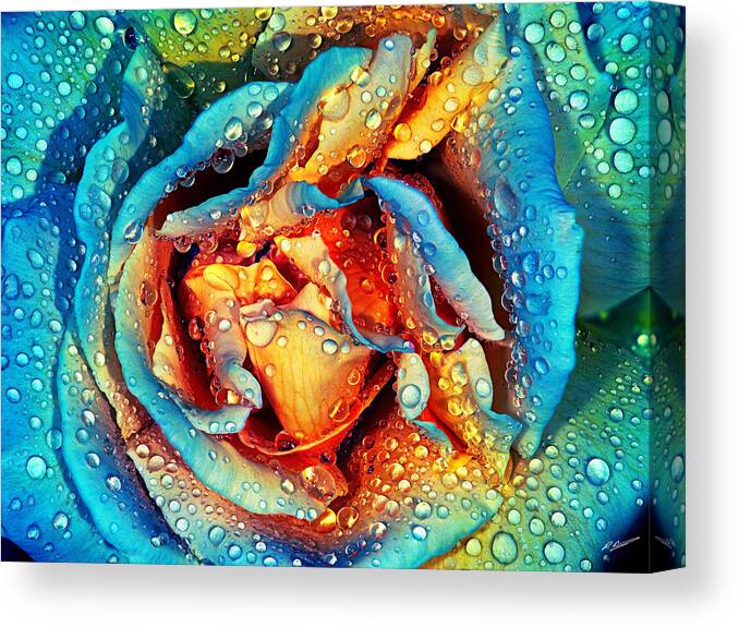 Rose Canvas Print featuring the photograph Rose revisited by Russell Brown