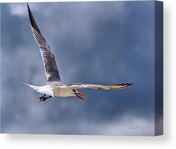 Tern Canvas Print featuring the photograph Royal Tern 1 by Ludwig Keck