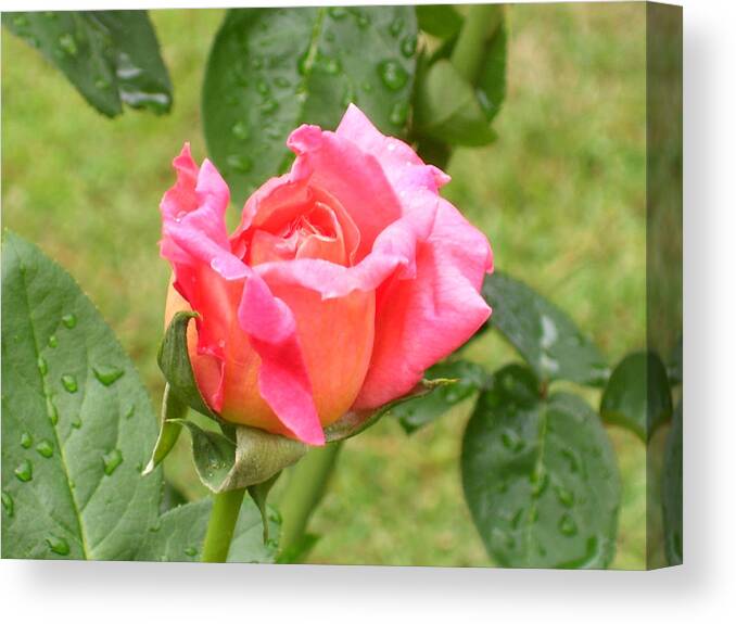 Flowers Canvas Print featuring the photograph Ruffled Edges by Tammy Garner