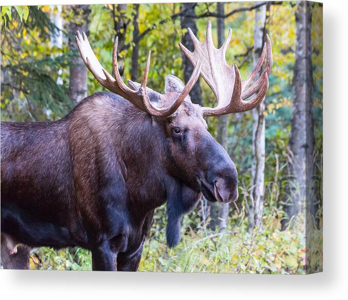 Sam Amato Photography Canvas Print featuring the photograph Rutting Alaskan Bull Moose by Sam Amato