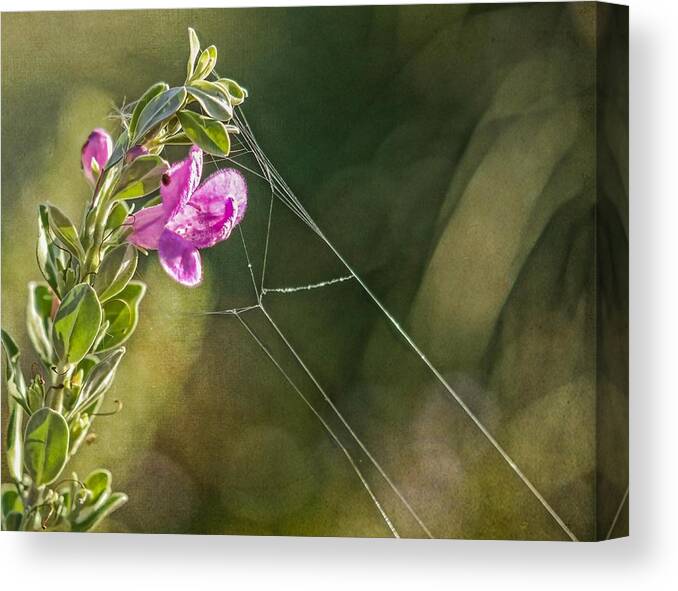 Flower Canvas Print featuring the photograph Sage with Cobweb by Peggy Blackwell