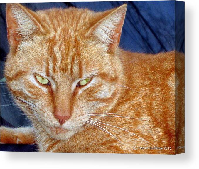 Cat Canvas Print featuring the photograph Salem by Rabiah Seminole