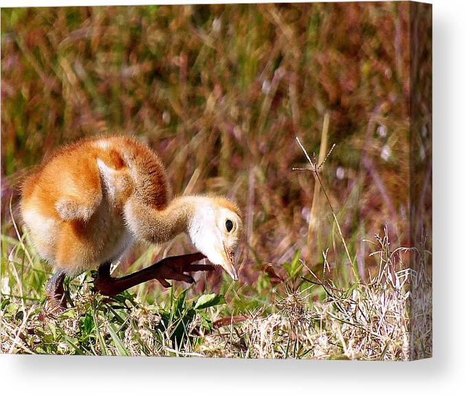  Fine Art Photograph Canvas Print featuring the photograph Sand-Hill Chick Scratching by Christopher Mercer