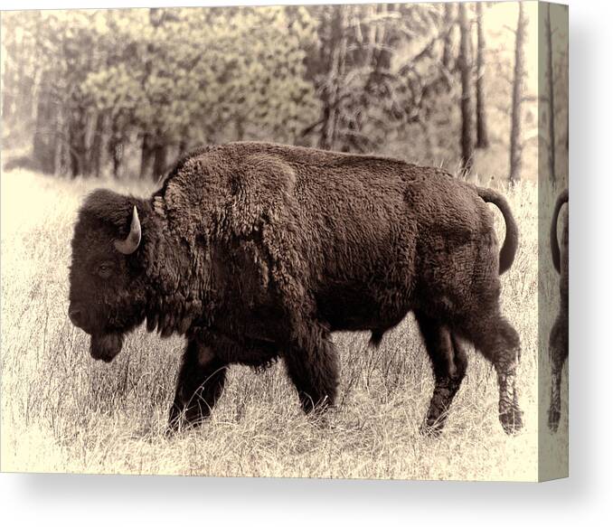 Bison Canvas Print featuring the photograph Saved from the Past by HW Kateley