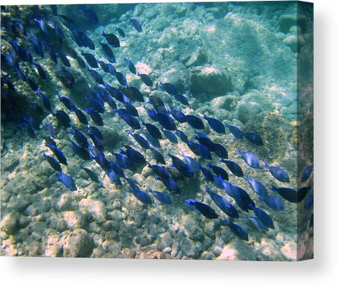 Fish Canvas Print featuring the photograph School of Blue Tang by Life Makes Art
