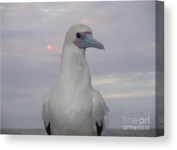 Animals Canvas Print featuring the photograph Seabird by Laura Wong-Rose