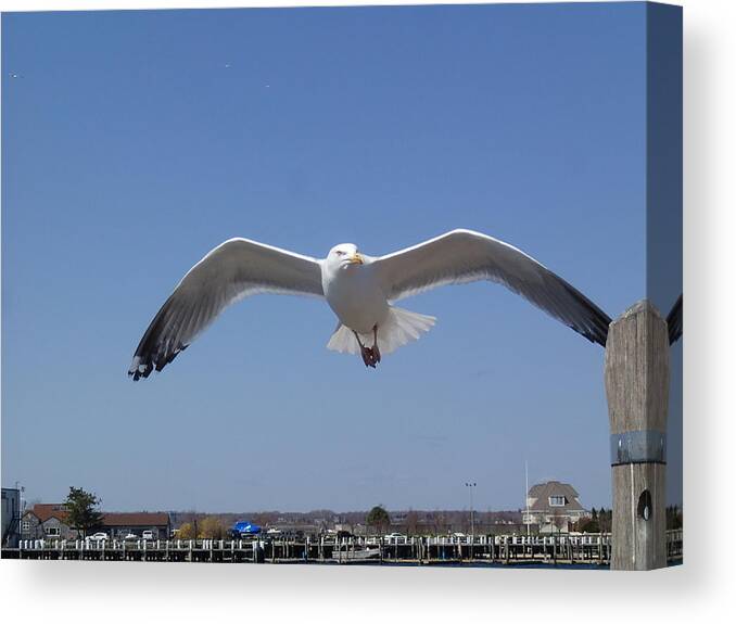 Seagull Canvas Print featuring the photograph Seagull 9 by Robert Nickologianis