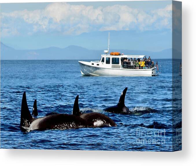 Whales Canvas Print featuring the photograph Seattle Whale Watchers by Jennie Breeze