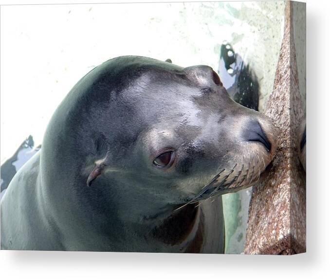 Seal Canvas Print featuring the photograph See Me Seal by Amanda Eberly