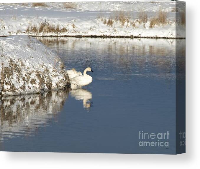 Jackson Hole Canvas Print featuring the mixed media Serenity by Philip And Robbie Bracco