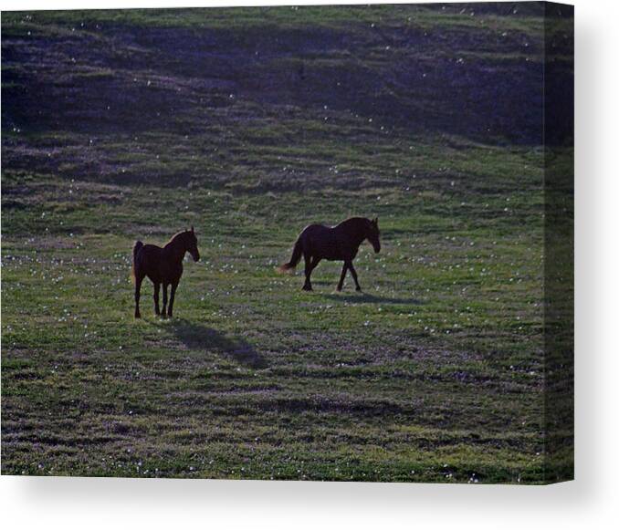 Horses Canvas Print featuring the photograph Shades by Lily K