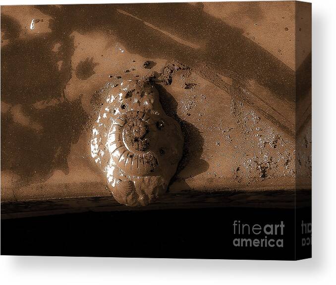Shell Canvas Print featuring the photograph Shell No.4 Effect by Fei A