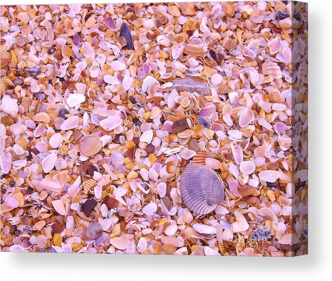 Shells Canvas Print featuring the photograph Shells a million by Brigitte Emme