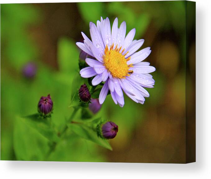 Wildflowers Canvas Print featuring the photograph Showy Aster by Ed Riche