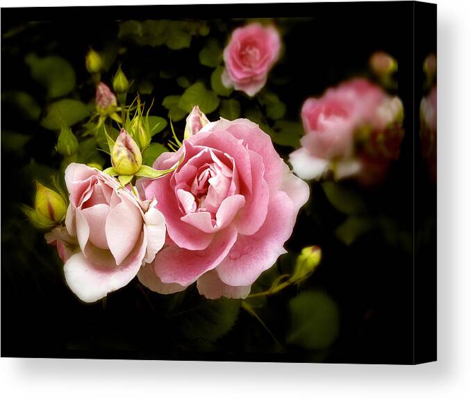 Nature Canvas Print featuring the photograph Shrub Rose by Jessica Jenney