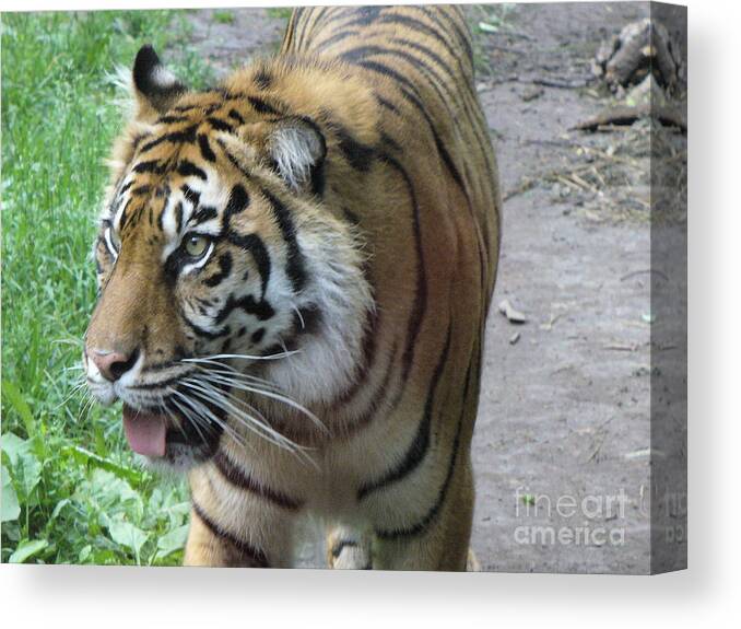 Animal Canvas Print featuring the photograph Siberian Tiger by Lingfai Leung