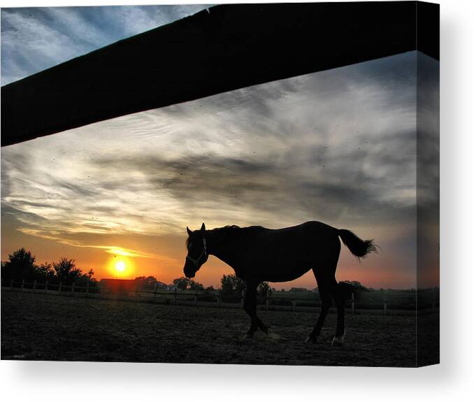 Silhouette Canvas Print featuring the photograph Silhouette in sunset by Daliana Pacuraru