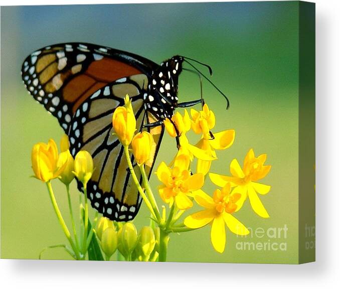 Butterfly Canvas Print featuring the photograph Sitting Pretty by Leea Baltes