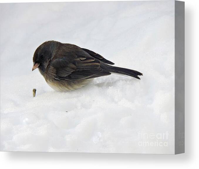 Marcia Lee Jones Canvas Print featuring the photograph Slate-Colored Junco by Marcia Lee Jones