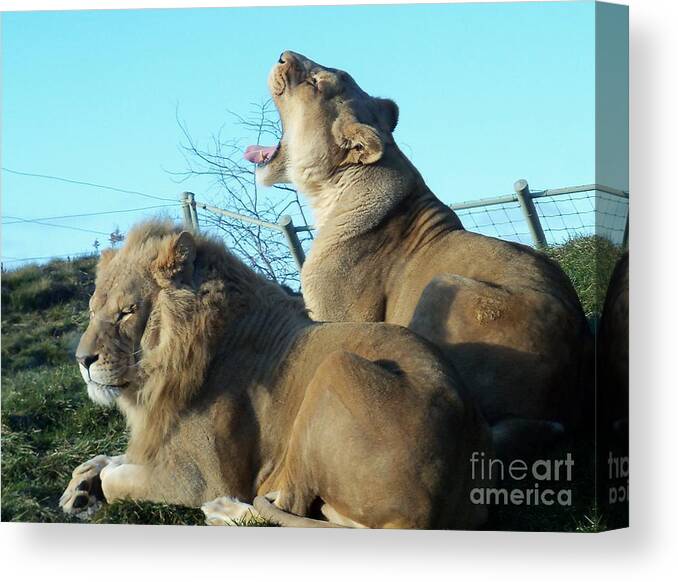 Wild Cats Canvas Print featuring the photograph Sleepy Mighty Couple by Lingfai Leung