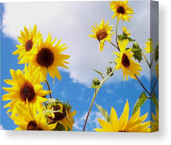 Sunflowers Canvas Print featuring the photograph Smile Down on Me by Mary Wolf