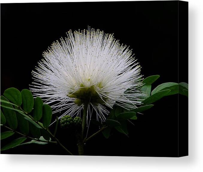 Flower Canvas Print featuring the photograph Snowball by Blair Wainman